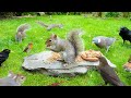 CAT TV 24 7 ️ Birds Squirrels Eat On A Garden Rock ️ Birds For Cats To Watch 4K HDR