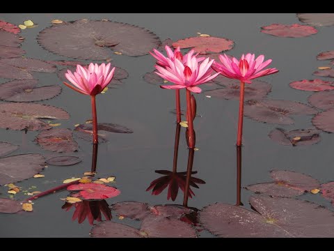 Música Relaxante para Tranquilizar e Acalmar o Ambiente - Flor de Lotus