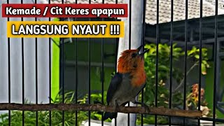 Download lagu Burung kemade MALAS BUNYI LANGSUNG NYAUT dan IKUT ... mp3