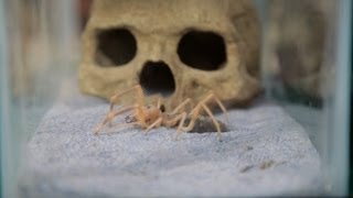 How to Take Care of a Pet Scorpion | Pet Tarantulas