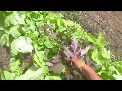 嘆きのアマランサス 植物