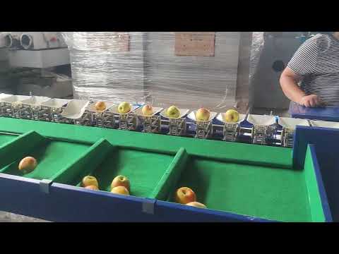Fruit sorting machine,fruit grading machinery