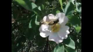 preview picture of video 'Wasp mimic hoverfly'