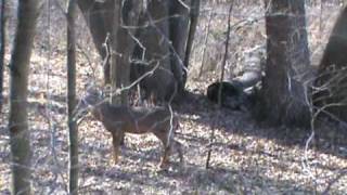 preview picture of video 'Iowa 10 pt. buck on public hunting land'