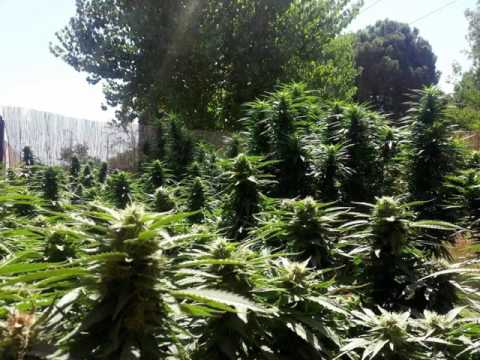 04 - wyrym lion - zygi - nie pytaj mnie