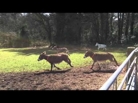 Donkeys enjoying themselves at Woods Farm