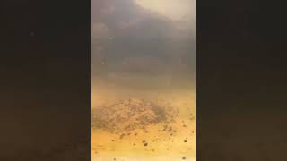 DSP II - Death Shrimp Powder 100g