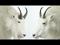 Identifying Billy Nanny Mountain Goats An Educational Film