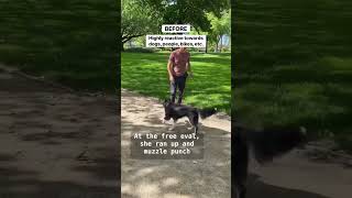 Don’t Make this Reactivity Mistake ‼️😡🐕