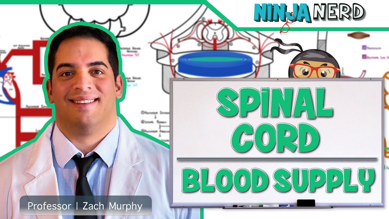 Neurology | Spinal Cord Blood Supply