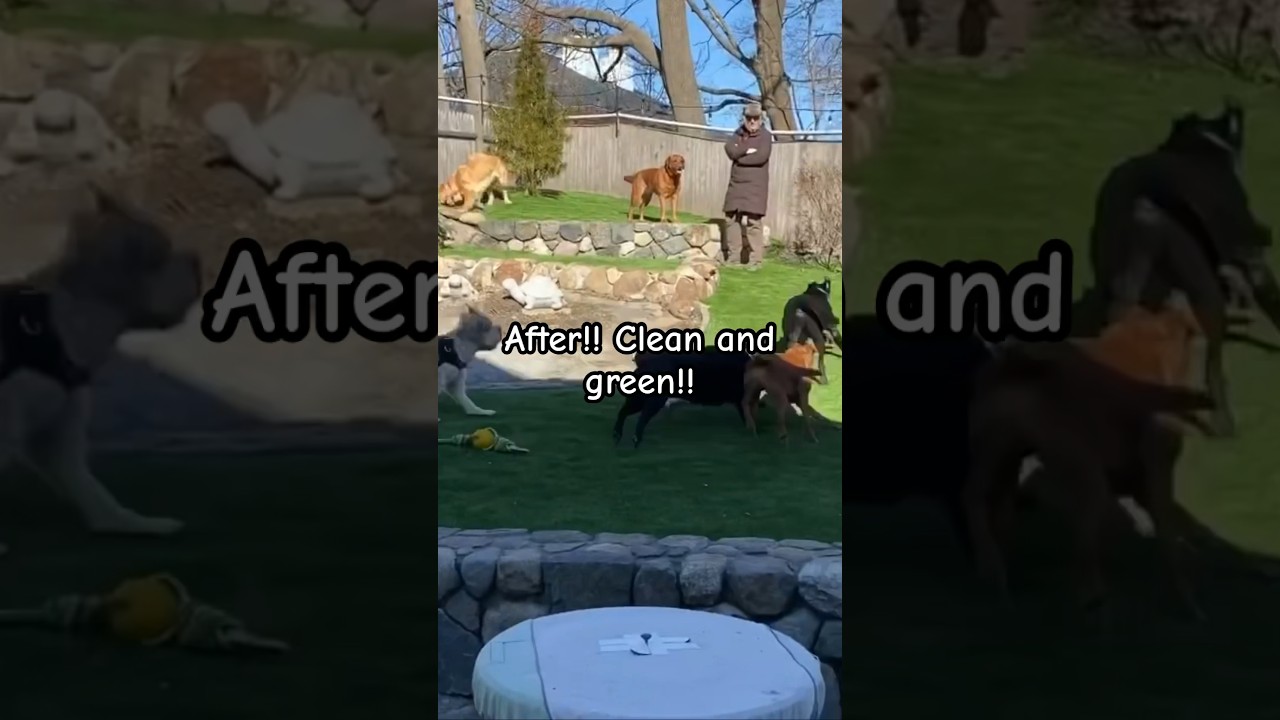 Before & After — Amazing Artificial Turf Transformations