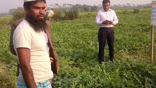 তরমুজ চাষ