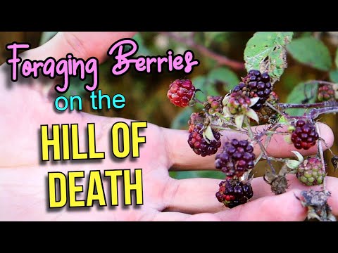 Foraging Costa Rican Blackberries On the Hill of Death - Weird Fruit Explorer