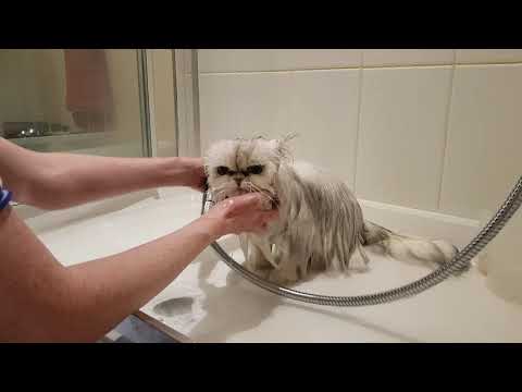 How to wash your Persian cat