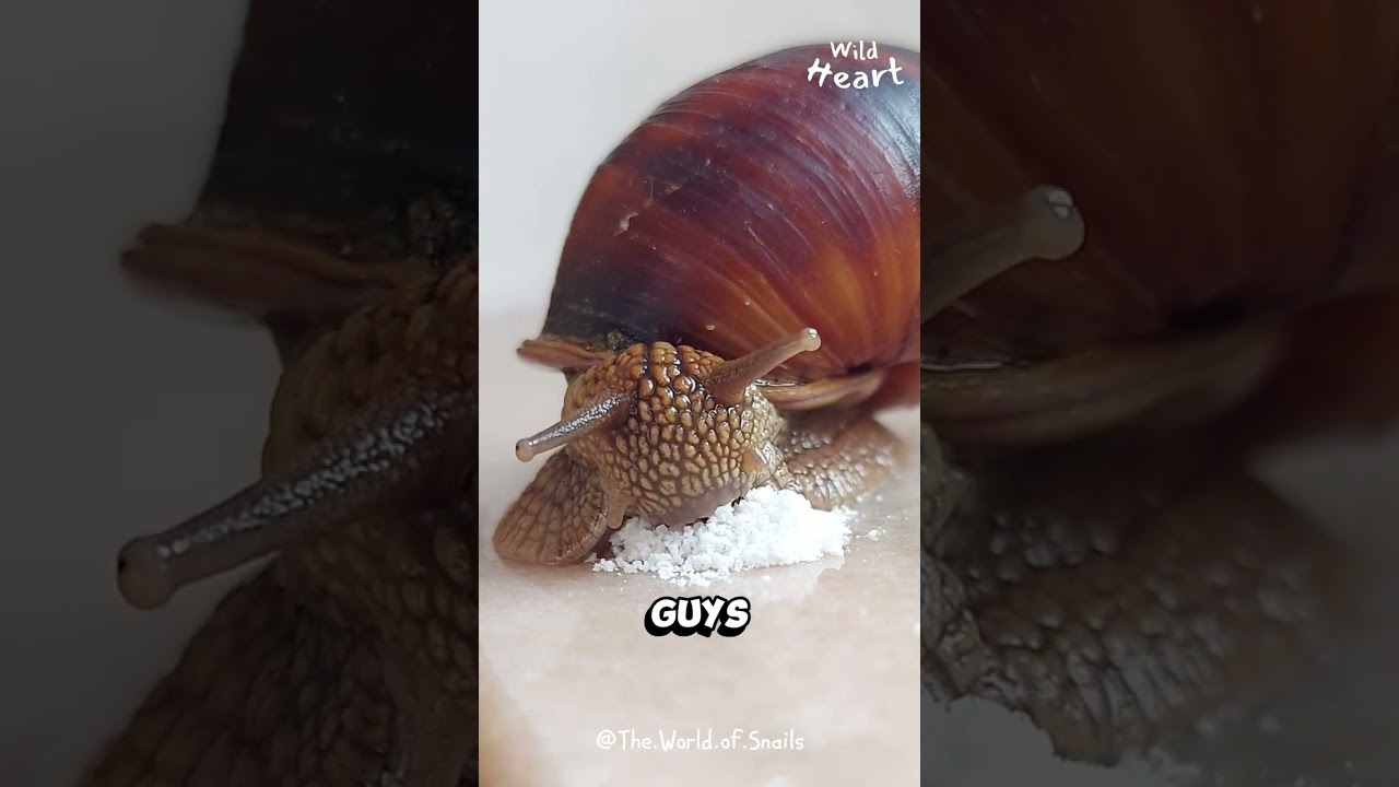 Are These Snails Getting High?