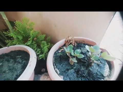 Home 🏠 Nature 😺