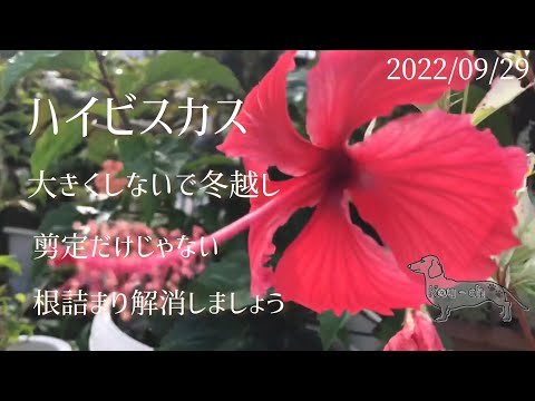 , title : '【ハイビスカス】秋の一仕事、剪定の後は根の処理と土変え。'