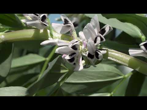 Saaten-Union: Ackerbohne TRUMPET, Vertriebsberater Andreas Henze, Standort Salzau