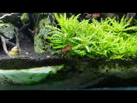 Badis Tiger / Black Tiger Dario . Cetarius