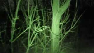Ribcage: Night Vision Footage