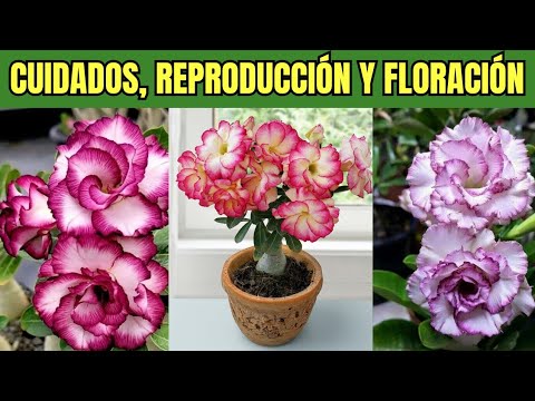 Care for, Propagate, and Bloom Your Desert Rose Like an Expert 🌸