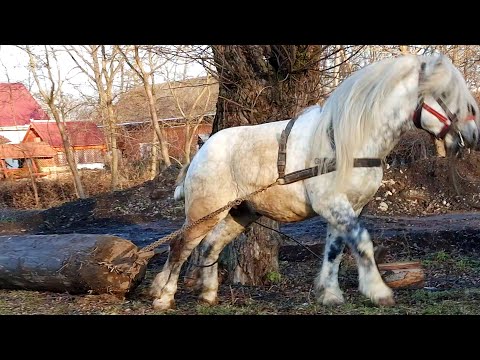 Cai probe de tracțiune cu armăsarul lui Vlad Costel de la Satu Mare