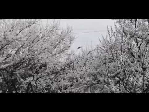 Ծառուկյանի որդին ու նրա հարսնացուն եկեղեցի են ժամանել ուղղաթիռով