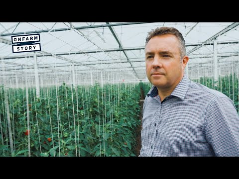 The Sophisticated Glasshouse Enterprise Growing Capsicums in Warkworth | On Farm Story