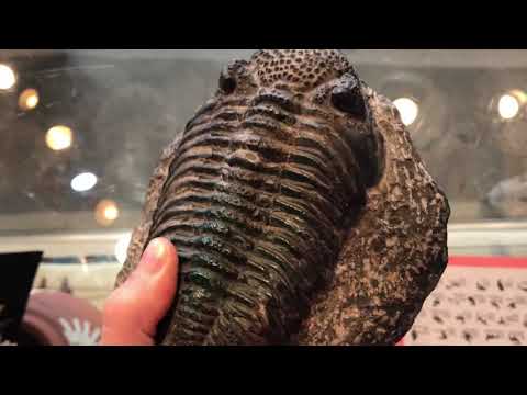 Looking at a fossilized trilobite up close