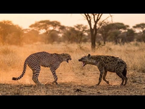Tout le monde pensait que la hyène allait gagner. Le guépard leur a prouvé le contraire.