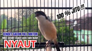 Download lagu cendet gacor PANJANG BONGKAR MATERI untuk PANCINGAN CENDET AGAR BUNYI bikin BURUNG PENTET GACOR mp3 Download lagu cendet gacor PANJANG BONGKAR MATERI untuk PANCINGAN CENDET AGAR BUNYI bikin BURUNG PENTET GACOR mp3