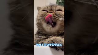 ウーちゃん #エキゾチックショートヘア #ねこ #猫 #ねこのいる生活
