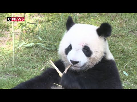Des personnalités réclament la création d’un ministère de la protection animale