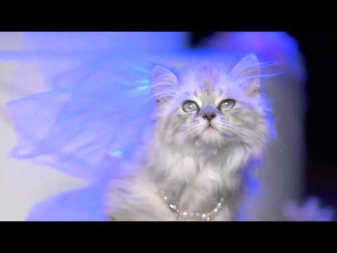 Madonna / Britney Spears / Christina Aguilera - Like a Virgin _ Hollywood.mp4