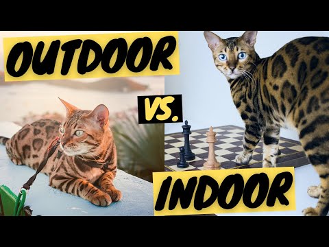 Indoor Cat vs. Outdoor Cat - Can My Cat Go Outside?