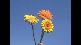 Sweet Jesus - All Star United (official music video)