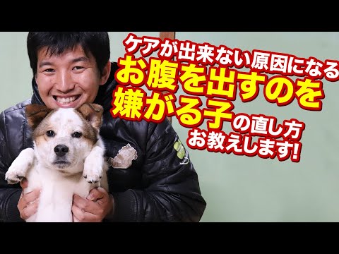 うちの犬が仰向けになるのはなぜですか?