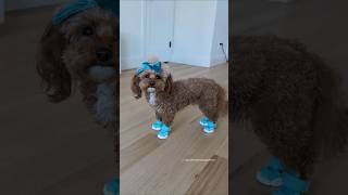 Download lagu My dog shoe collection! Which is your favorite color? (Rifrufqueens • CHIFFON15) #dog #shorts #dogs mp3