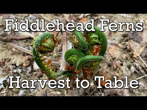Fiddlehead Ferns - Harvest to Table