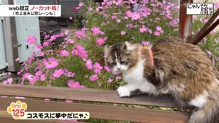 Vol.125「にゃん旅鉄道」コスモスに夢中だにゃ♪