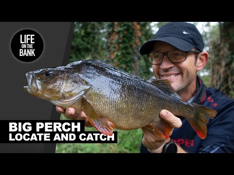 PERCH FISHING TIPS - Locate and catch with lures (on new venues)