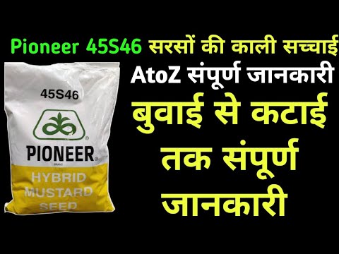 AtoZ Complete Information of Pioneer 45S46 Mustard Variety / Pioneer 45S46 Mustard Variety