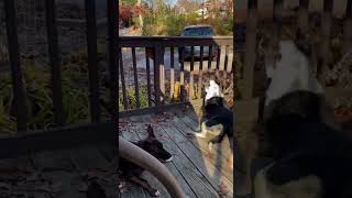 Video preview image #1 Mutt Puppy For Sale in Wakefield, RI, USA