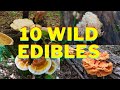 Foraging 10 Summer Wild Edibles! Chicken of the Woods, Reishi Mushroom, Ramps North Carolina