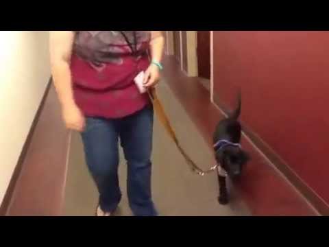 Ariadne Loose Leash Walking