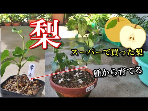 園芸 梨の木を育てるヒント