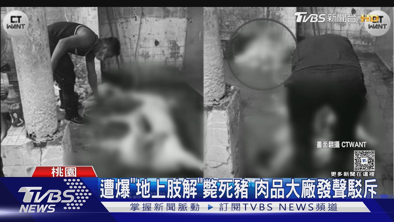 影音/北部肉品大廠被爆疑宰「斃死豬」省成本 業者喊告捍清白