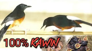 Download lagu Terbukti Tercepat Merangsang Murai Susah Birahi Agar Cepat Kawin| Pancingan Suara Murai Kawin Part57 mp3 Download lagu Terbukti Tercepat Merangsang Murai Susah Birahi Agar Cepat Kawin| Pancingan Suara Murai Kawin Part57 mp3