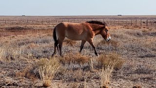 Kazajstán recupera sus caballos de Przewalski, en peligro de extinción