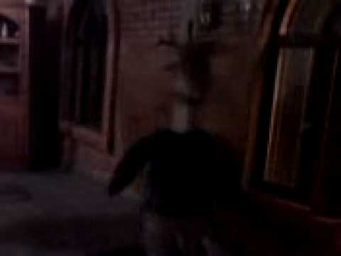 diego es bob el constructor